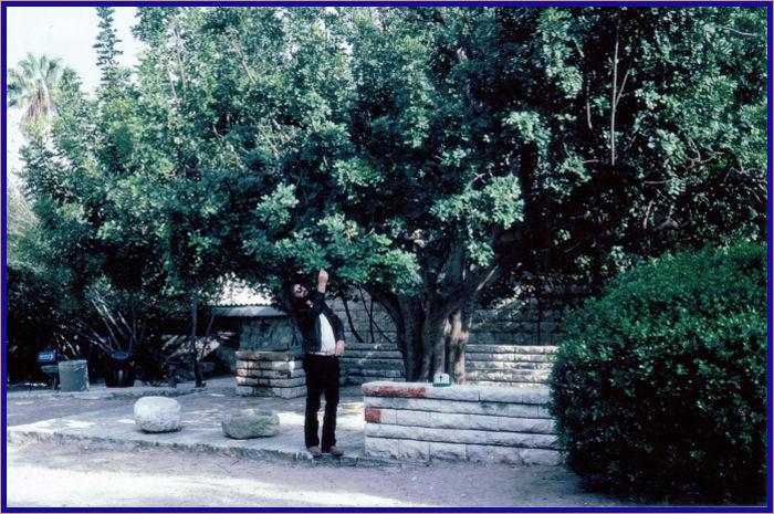 Carob or locust tree at Megidoo